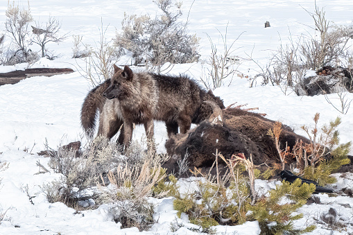 Wolves on bison carcass, one wolf looking away in snow covered ground in Yellowstone National Park, in Wyoming, USA.
