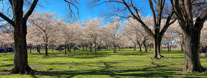 Cherry Blossom Panorama next to the tidal basin in Washington DC, taken in March 2022.