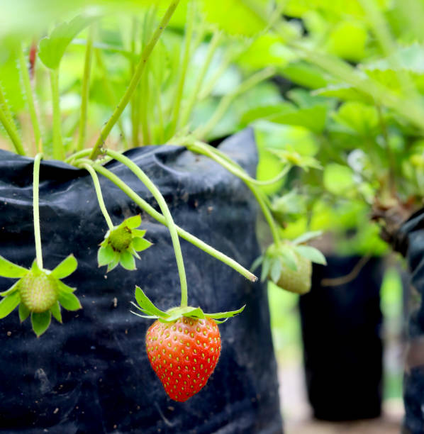 istock Unripe strawberries in the farm 1399292784