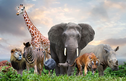 grupo de animales salvajes en la selva juntos photo