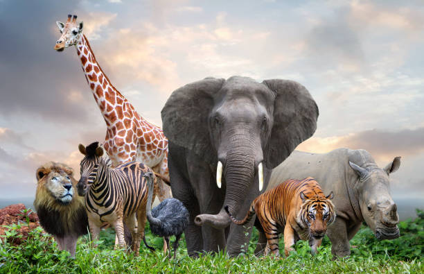 group of wildlife animals in the jungle together group of wildlife animals in the jungle together group of animals stock pictures, royalty-free photos & images