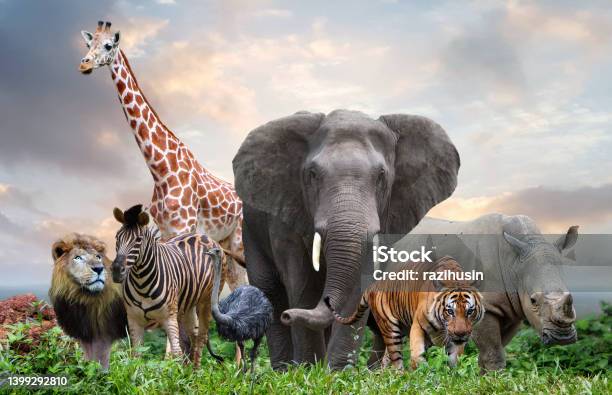 Group Of Wildlife Animals In The Jungle Together Stock Photo - Download Image Now - Animal, Animal Themes, Rainforest