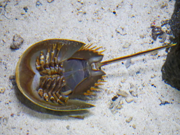 istock Horseshoe crab in water upside down position 1399294363