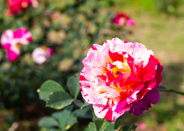 White red Rose close up in park. spring or love valentine concept.