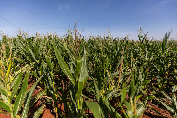 istock corn plant in cultivation and blue sky 1399294440