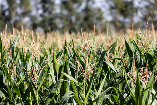 Corn crops growing in a field in summer