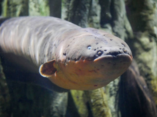 istock Electric eel also known as Electrophorus electricus fish in Fish Aquarium 1399294503