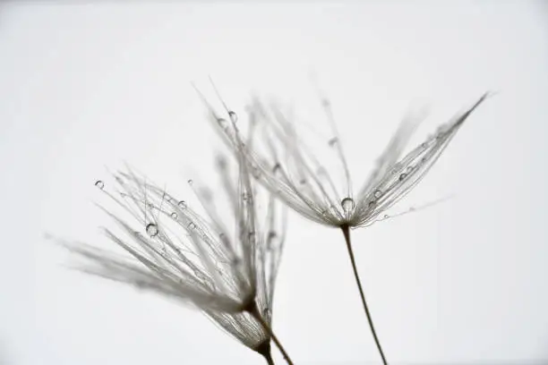 A group of dandelion seeds with with the morning dew.