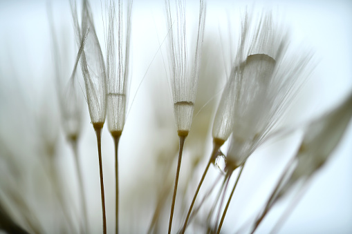 A group of dandelion seeds with with the morning dew.