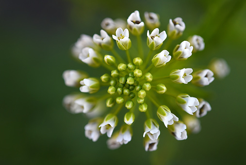 Soft and lush white Angelica flowers, shallow focus. Square format.