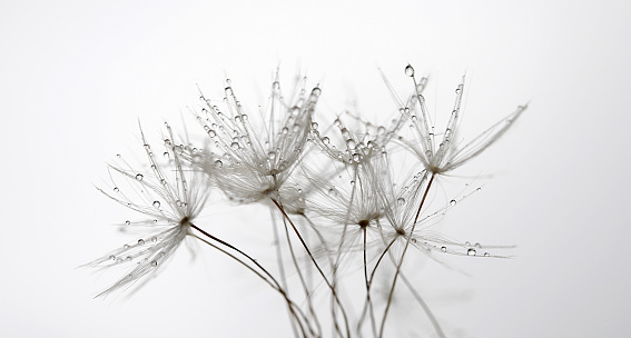 A group of dandelion seeds with with the morning dew.