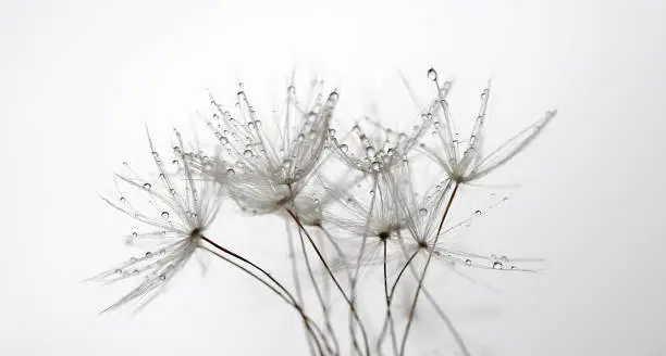 A group of dandelion seeds with with the morning dew.