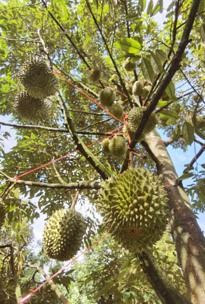 istock Close up of durians 1399296211