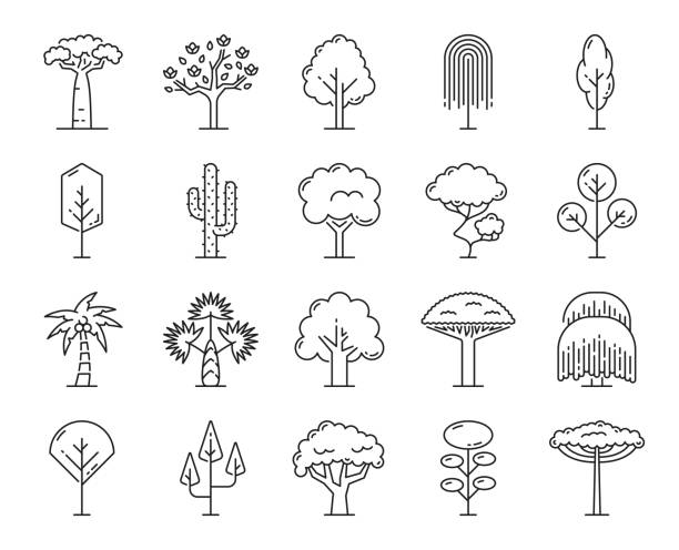 illustrazioni stock, clip art, cartoni animati e icone di tendenza di alberi tropicali delineano icone, spiaggia, foresta della giungla - tree silhouette elm tree vector