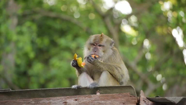 monkeys living in human urban communities