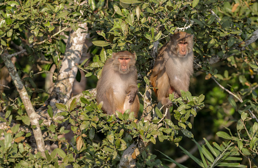 The rhesus macaque, colloquially rhesus monkey, is a species of Old World monkey.this photo was taken from Sundarbans,