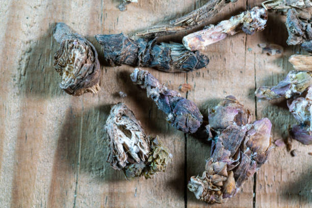 istock chinese medicine flos farfarae on wooden table 1399298283