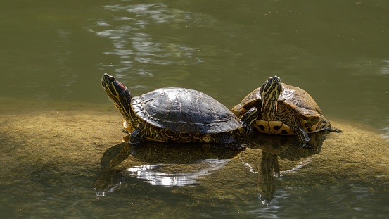 Large turtle resting half out of water on rock at Fountain Creek south of Colorado Springs, Colorado, western  USA, North America