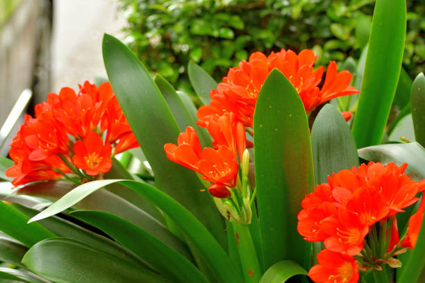 Clivia miniata, commonly called Kaffir lily, Natal lily, or Bush lily, is a clump-forming perennial flowering plant with stocky rhizomes. It has a long, bright green leaves and produces strong flower stems topped with heads of large funnel-shaped flowers in shades of red, orange and yellow.
