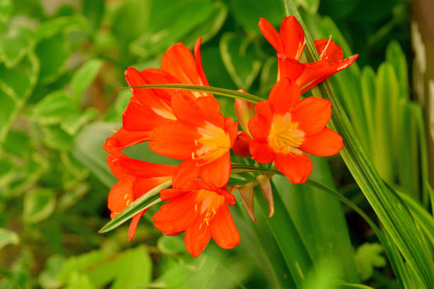 Clivia miniata, commonly called Kaffir lily, Natal lily, or Bush lily, is a clump-forming perennial flowering plant with stocky rhizomes. It has a long, bright green leaves and produces strong flower stems topped with heads of large funnel-shaped flowers in shades of red, orange and yellow.