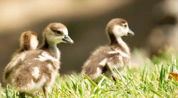 Three Egyptian goslings walking on the grass