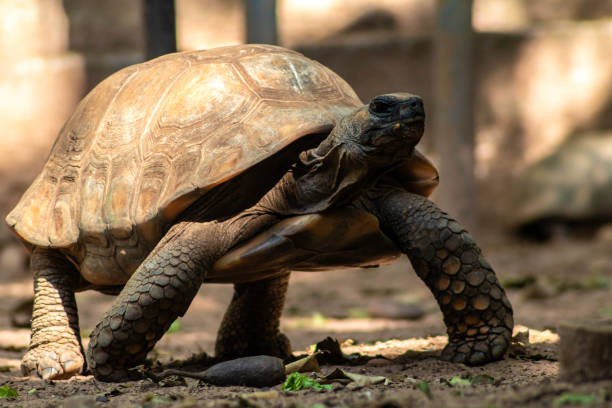 istock Jabuti- Piranga or Red-footed tortoise (Chelonoidis carbonaria) 1399300653