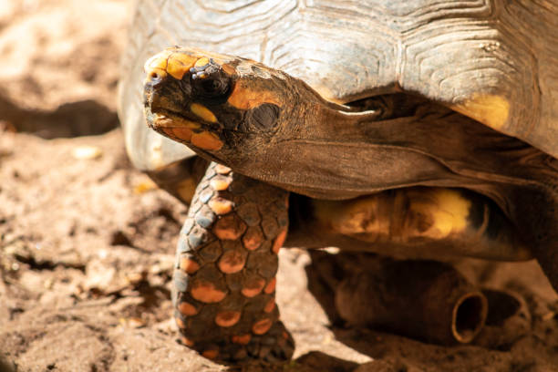 istock Jabuti- Piranga or Red-footed tortoise (Chelonoidis carbonaria) 1399300685