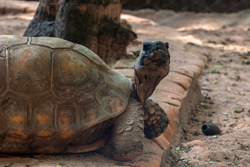 Jabuti- Piranga or Red-footed tortoise (Chelonoidis carbonaria) walking on sand in Brazil