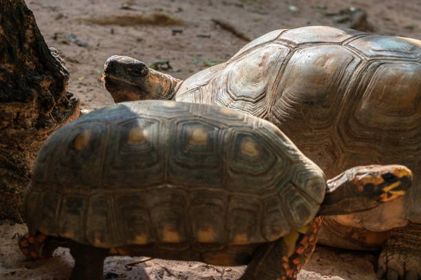 istock Jabuti- Piranga or Red-footed tortoise (Chelonoidis carbonaria) 1399300709