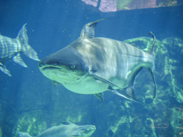 Mekong giant catfish (Pangasianodon gigas) is a large, threatened species of catfish swimming in aquarium big fish tank Mekong giant catfish (Pangasianodon gigas) is a large, threatened species of catfish native to the Mekong basin in Southeast Asia and adjacent China. pangasianodon gigas stock pictures, royalty-free photos & images