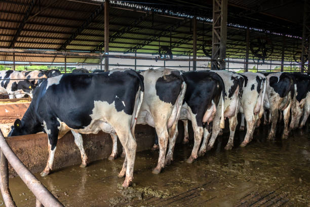 istock Group of black-and-white milk cows eatin feed while standing in row  in modern barn 1399301664