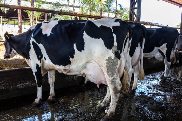 istock Group of black-and-white milk cows eatin feed while standing in row  in modern barn 1399301666
