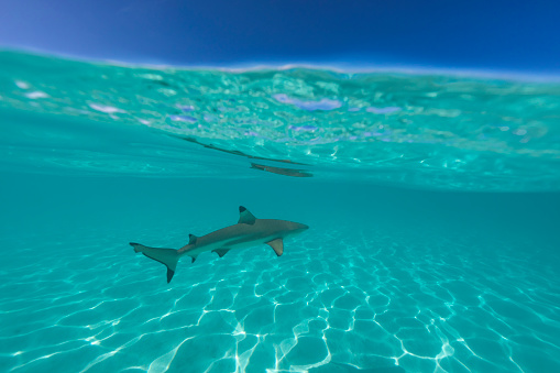 Black tip reef shark photographed while snorkelling at Mo'orea. This species is found in shallow marine waters around coral reefs and is not considered dangerous to people due to its small size.
