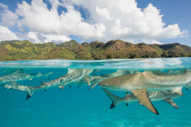 istock Blacktip reef shark (Carcharhinus melanopterus) in the clear Pacific waters of Mo'orea. 1399302548