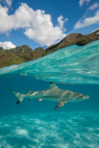 Black tip reef sharks photographed while snorkelling at Mo'orea. This species is found in shallow marine waters around coral reefs and is not considered dangerous to people due to its small size.