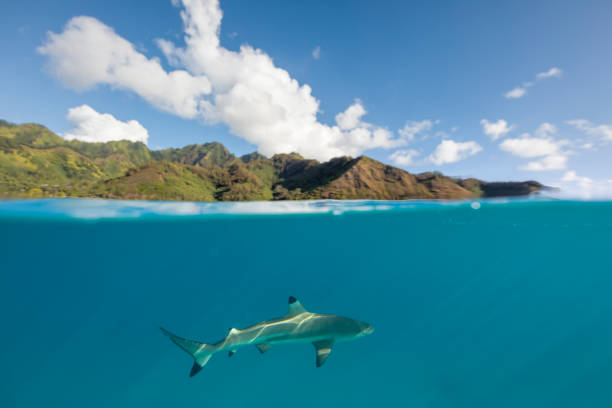 istock Blacktip reef shark (Carcharhinus melanopterus) in the clear Pacific waters of Mo'orea. 1399302573