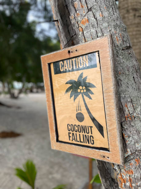 A sign warns of danger from falling coconuts from a tree on a pacific island.