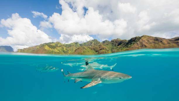 Blacktip reef shark (Carcharhinus melanopterus) in the clear Pacific waters of Mo'orea. Black tip reef sharks photographed while snorkelling at Mo'orea. This species is found in shallow marine waters around coral reefs and is not considered dangerous to people due to its small size. blacktip reef shark stock pictures, royalty-free photos & images