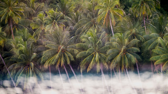 Coconut palms are ubiquitous in the archipelago of French Polynesia.