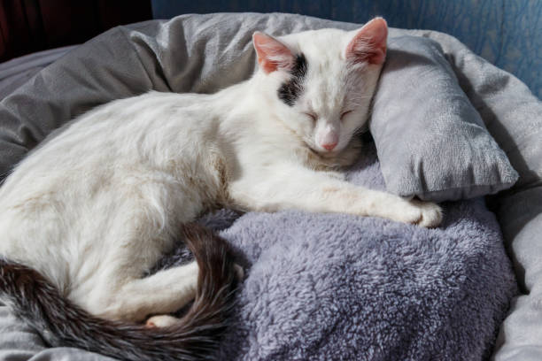 White cat lying in his soft cozy cat bed stock photo
