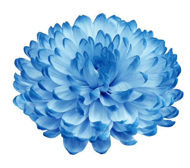 Chrysanthemum blue flower  on white isolated background with clipping path. Closeup..  Nature.