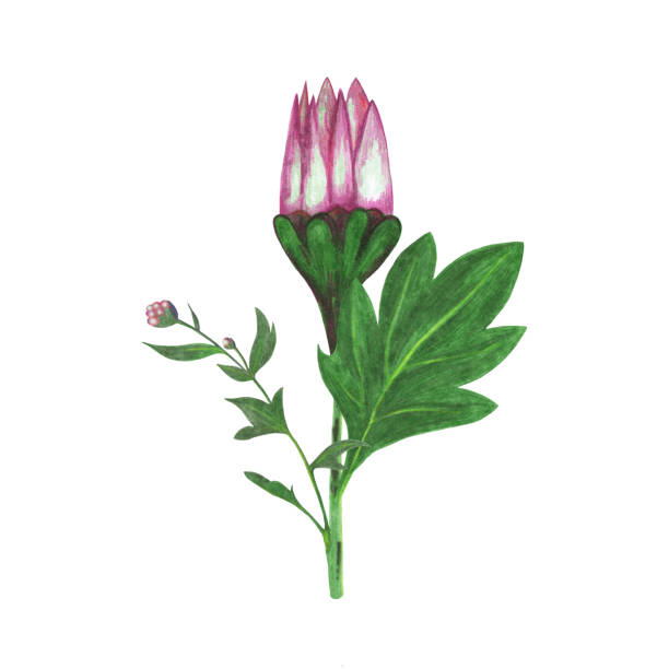 Hand Drawn Red Chrysanthemum with Green Leaves Isolated on White Background. Red Chrysanthemum with Green Leaves and Flower Bud Isolated on White Background. Chrysanthemum Flower Element Drawn by Color Pencil. wild chrysanthemum stock illustrations