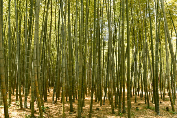 Green and beautiful bamboo forest in Korea stock photo