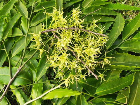 Polyalthia longifolia tree flowers. It's tree other names Ashoka, glodokan, glodogan tiang, False Ashok Tree. \nThe bark of this trees is used in making many Ayurvedic medicines.