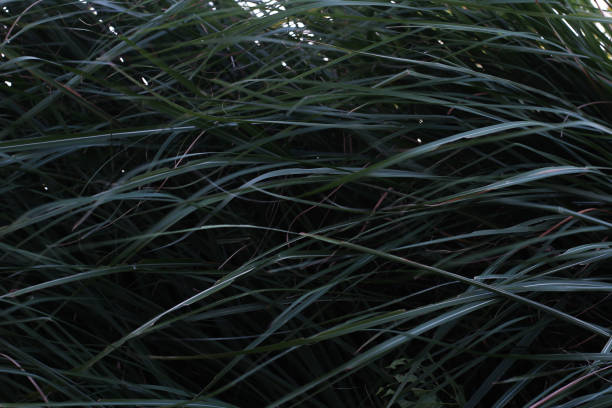 istock The grass is very long in the pond 1399309528
