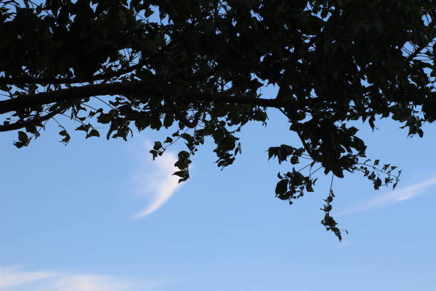 Silhouette leaves with elongated stems thin clouds and the sky looks blue