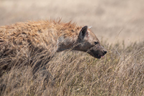 Hyena Serengeti