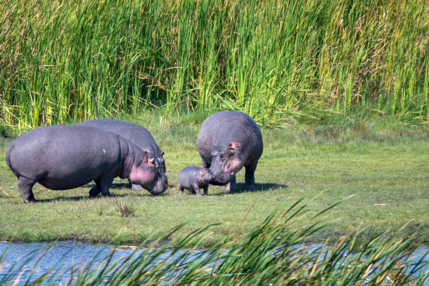 famille d’hippopotames dans une piscine d’hippopotames - lake volcano volcanic crater riverbank photos et images de collection