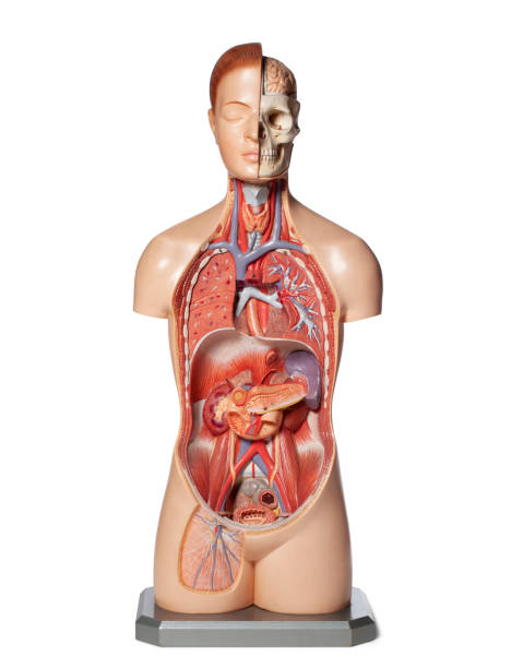 istock Human anatomy model with organs. 1399311586