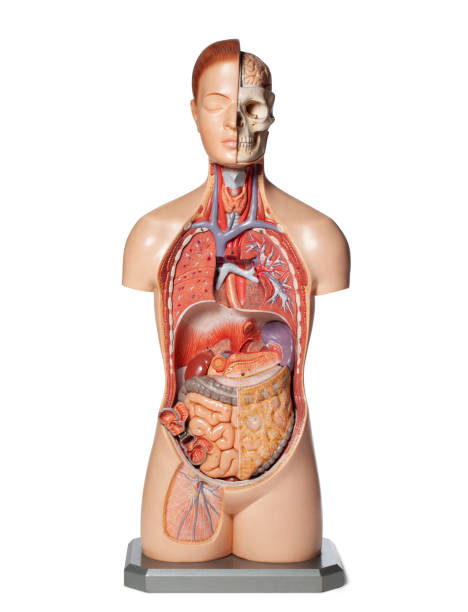 istock Human anatomy model with organs. 1399311718